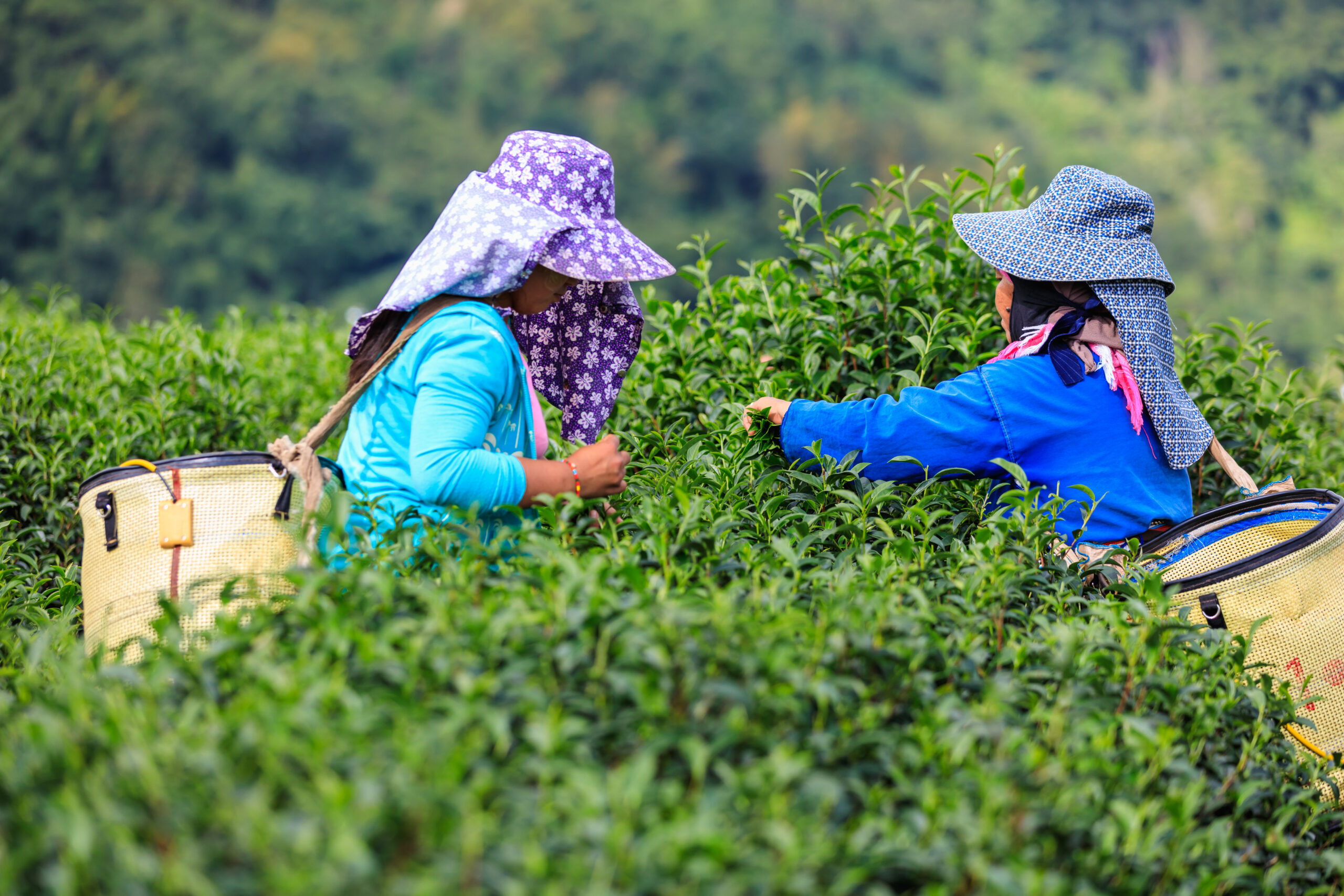 little green tea area mountain farmer thai hill scaled